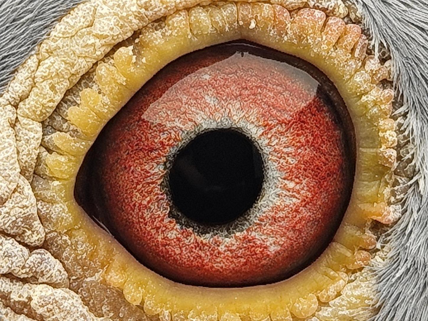 Pigeon eye